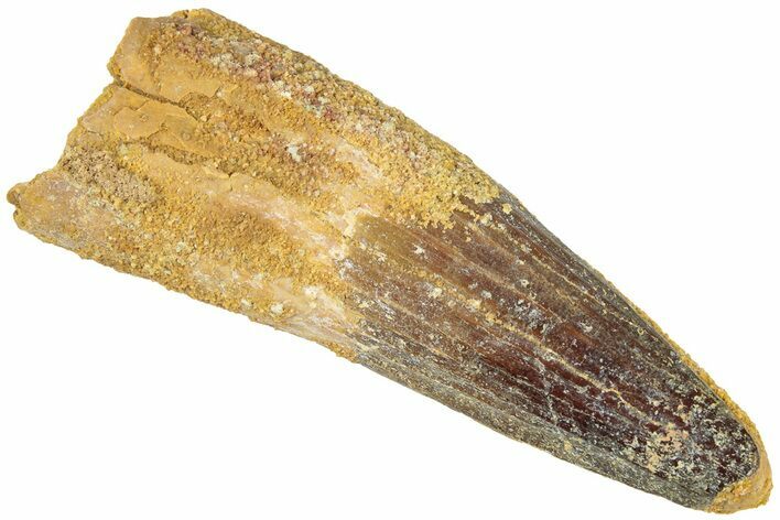 Fossil Spinosaurus Tooth - Real Dinosaur Tooth #311797